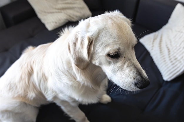 Bezpłatne zdjęcie zbliżenie psa labrador we wnętrzu domu