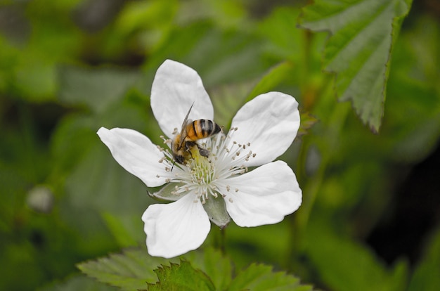 Zbliżenie pszczół zapylających biały kwiat