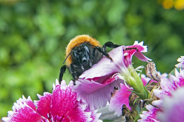 Zbliżenie pszczoły Bombus Dahlbomii na kwitnącym drzewie