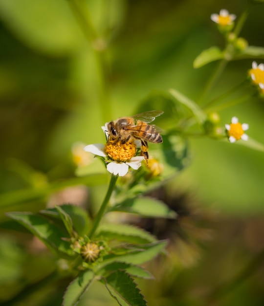 Zbliżenie pszczoły jedzącej pyłek białego kwiatu w polu