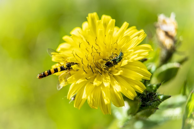 Zbliżenie pszczoły zbierającej nektarynę z kwiatu na wiosnę