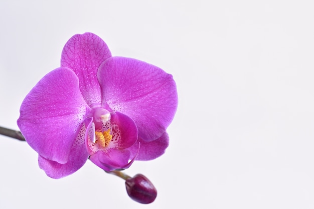 Zbliżenie purpurowej orchidei