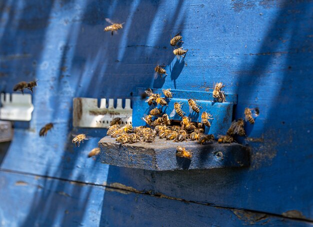 Zbliżenie roju pszczół na drewnianym ulu w pasiece