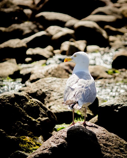 Zbliżenie seagull pozycja na skałach blisko wybrzeża