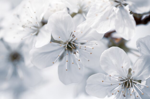 Zbliżenie selekcyjna ostrość strzelająca biali kwiaty z zamazanym tłem