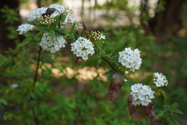 Zbliżenie selektywne focus strzał białych kwiatów z zielenią w tle