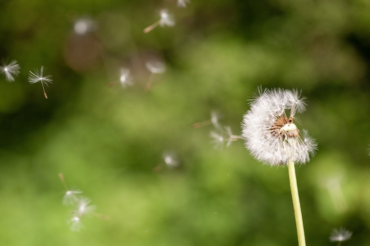 Bezpłatny plik Zdjęcie zbliżenie selektywne fokus strzał cute roślin kwiatowych dandelion