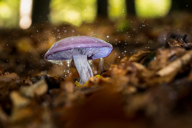Zbliżenie selektywne fokus strzał dzikiego grzyba z kropli wody na nim rośnie w lesie