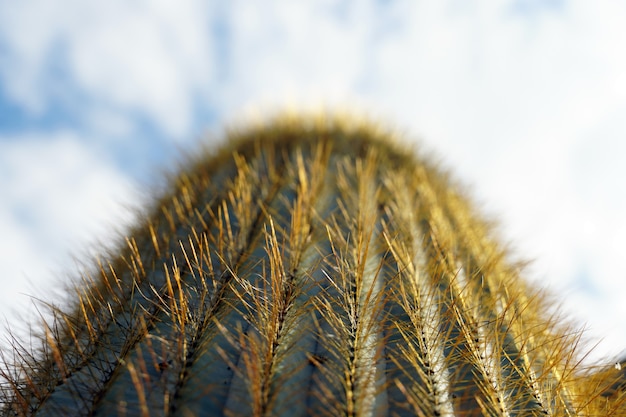 Bezpłatne zdjęcie zbliżenie selektywnej ostrości strzał kaktusa