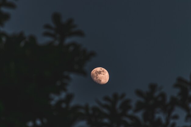 Zbliżenie selektywnej ostrości strzał Księżyc z drzewami