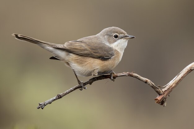 Zbliżenie selektywnej ostrości strzał pięknego brązowego na czele cowbird