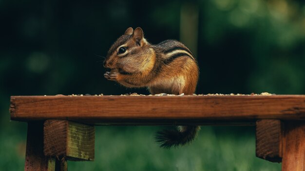 Zbliżenie ślicznej małej wiewiórki jedzącej orzechy na drewnianej powierzchni w polu