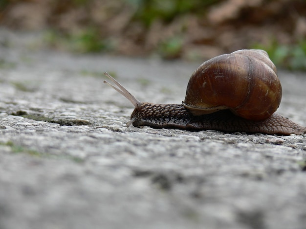 Zbliżenie ślimaka winogronowego czołgającego się po skale