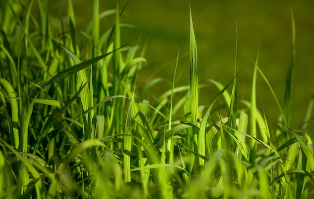 Zbliżenie soczystej łąki zielonej trawie
