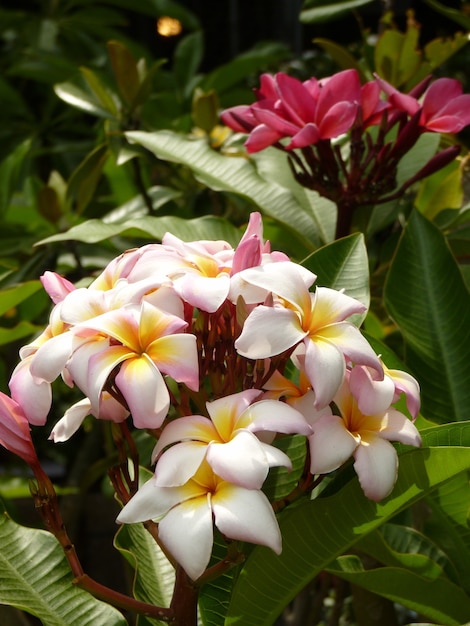 Zbliżenie strzał białych bluntów Plumeria rosnących w ogrodzie