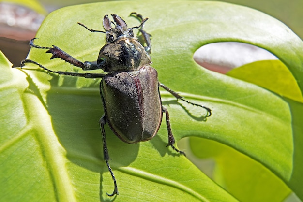Bezpłatne zdjęcie zbliżenie strzał chrząszcza na liściu