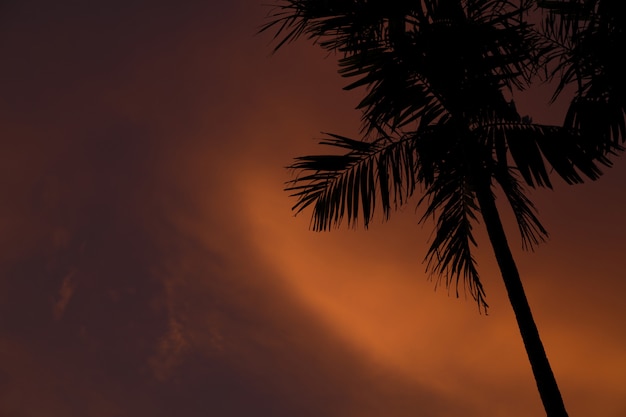 Bezpłatne zdjęcie zbliżenie strzał cienki drzewko palmowe podczas zmierzchu w gil air-lombok, indonezja