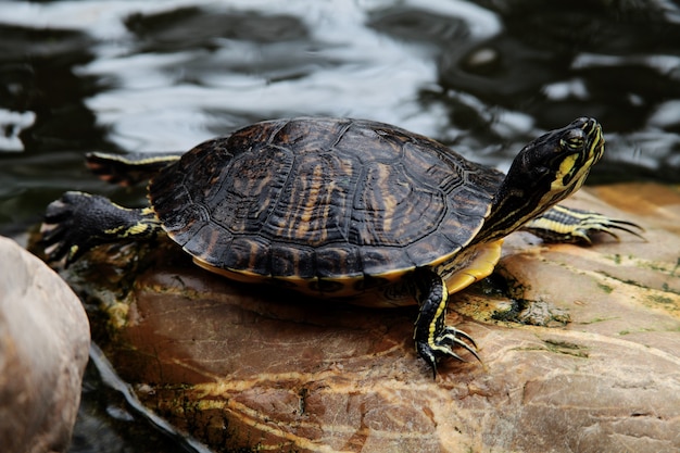 Zbliżenie strzał czerwonoucha żółwia Trachemys scripta elegans odpoczywa na skale blisko wody