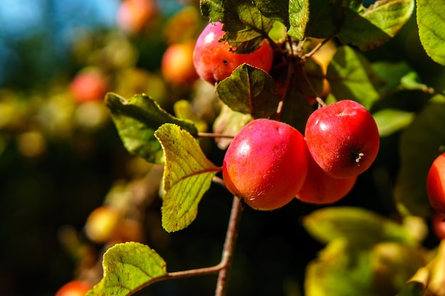 Zbliżenie strzał dojrzałych czerwonych jabłek na drzewie