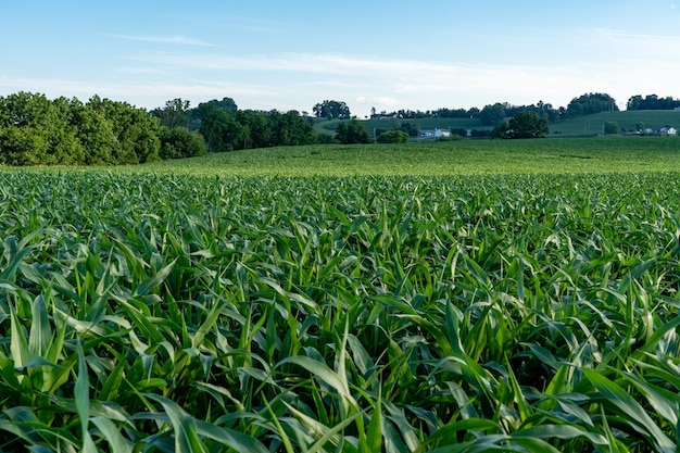 Zbliżenie strzał dużego zielonego pola kukurydzy