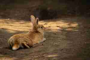 Bezpłatne zdjęcie zbliżenie strzał dzikiego królika brązowego leżącego na ziemi