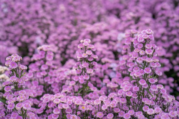 Zbliżenie strzał fioletowy krzaczaste kwiaty aster rosnące na polu