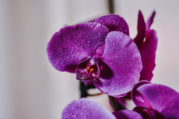 Zbliżenie strzał fioletowych kwiatów orchidei Phalaenopsis z kropelkami wody