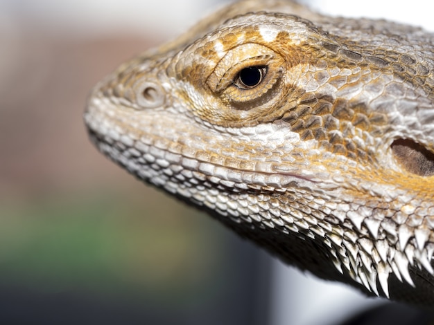 Zbliżenie strzał gada pogona z niewyraźną przestrzenią