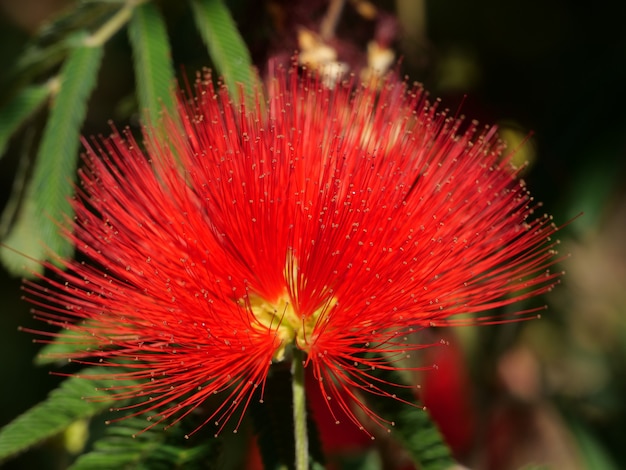 Zbliżenie strzał jasny czerwony kwiat calliandra