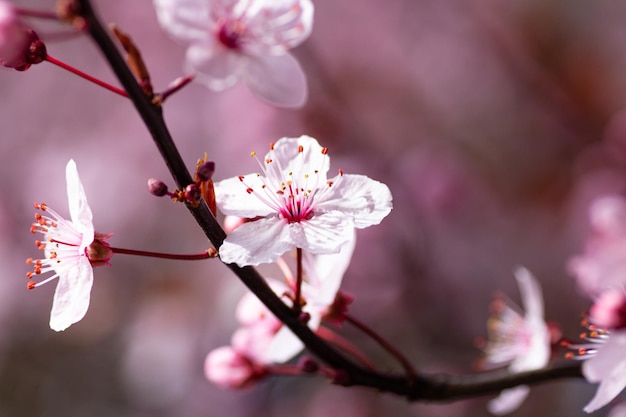 Zbliżenie strzał kwitnącej gałęzi sakura różowy