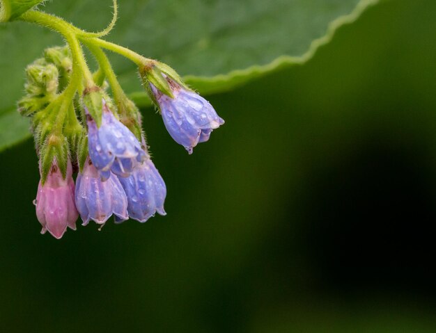 Zbliżenie strzał ładny Bellflowers w świetle słonecznym