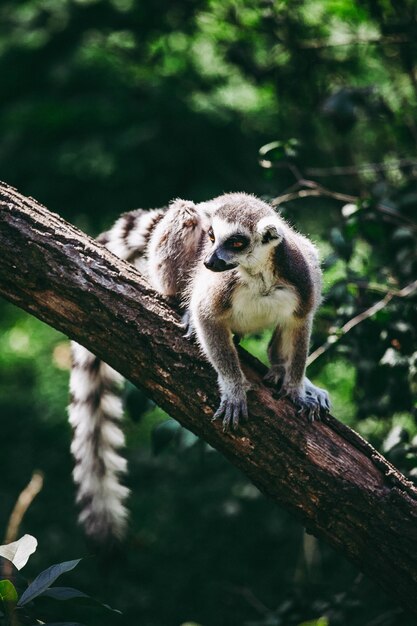 Zbliżenie strzał lemura na drzewie