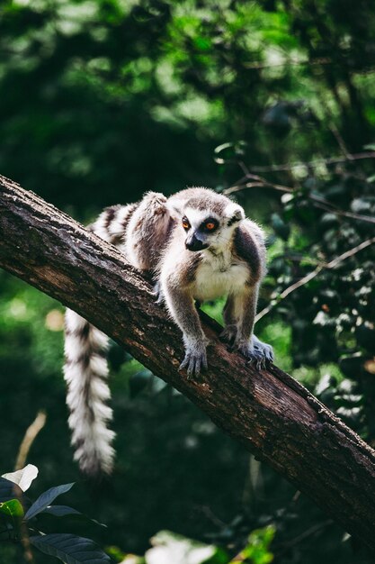 Zbliżenie strzał lemura na drzewie