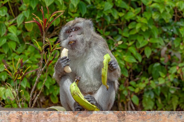 Zbliżenie strzał makaka długoogoniastego