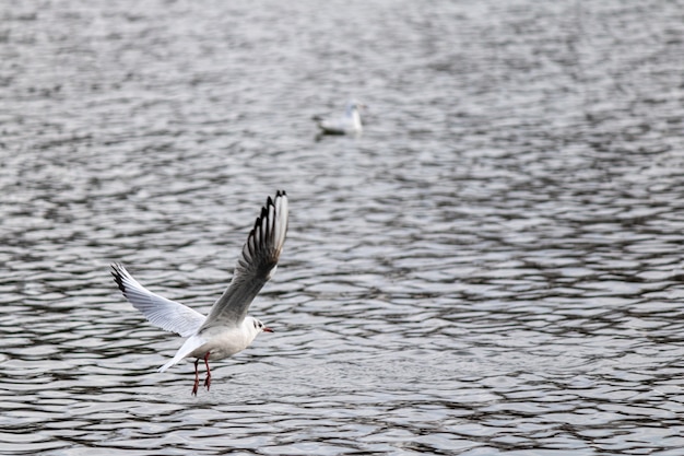 Zbliżenie strzał mewy lecącej nad jeziorem, szykując się do lądowania do pływania