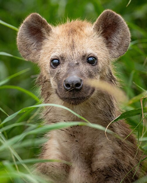 Zbliżenie strzał młodej hieny w polu trawy w ciągu dnia