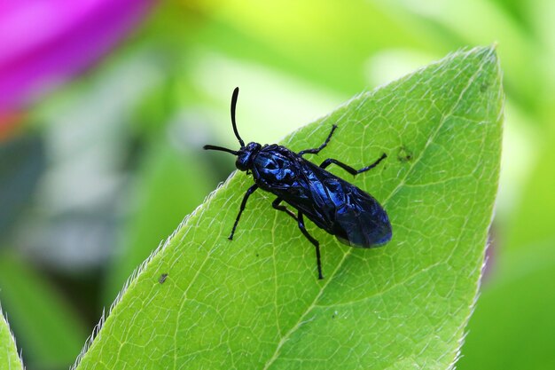 Zbliżenie strzał owadów chrząszczy Chrysomelidae czarny na liścia