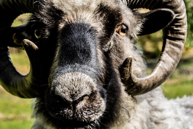 Zbliżenie strzał owiec Bighorn pod słońcem