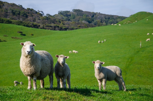 Bezpłatne zdjęcie zbliżenie strzał owiec na użytkach zielonych