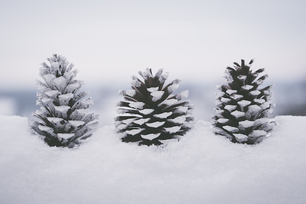 Zbliżenie strzał piękni biali pinecones w śniegu