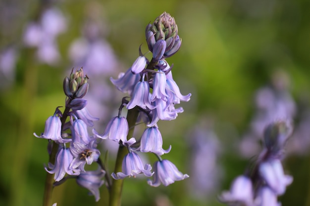 Bezpłatne zdjęcie zbliżenie strzał piękni bluebells zwiastuje w ogródach botanicznych w wiośnie