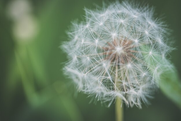 Zbliżenie strzał piękny dandelion kwiatu dorośnięcie w lesie z zamazanym naturalnym tłem