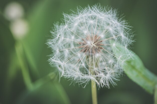 Zbliżenie strzał piękny dandelion kwiatu dorośnięcie w lesie z zamazanym naturalnym tłem