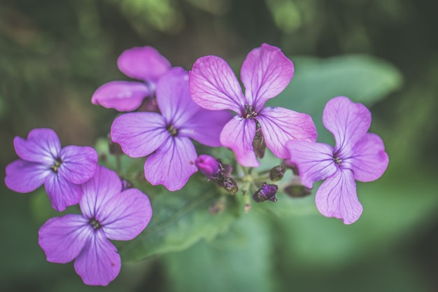 Zbliżenie strzał piękny dzikiego kwiatu kwitnienie w polu z niektóre ranek rosą opuszczał na nim