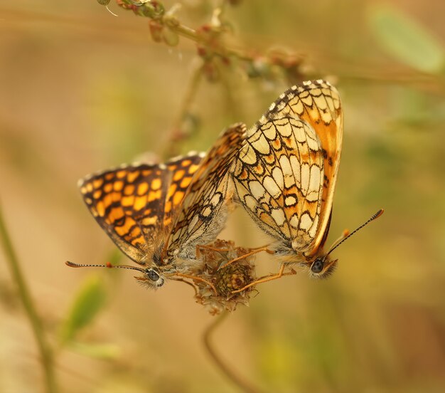 Zbliżenie strzał prowansalskiego motyla fritillary