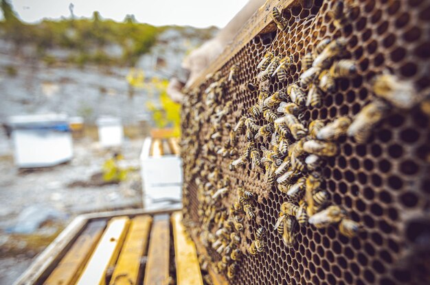 Zbliżenie strzał pszczół w gospodarstwie