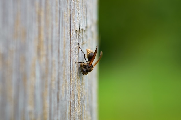Zbliżenie strzał pszczoła na drewnianej powierzchni z zamazanym tłem