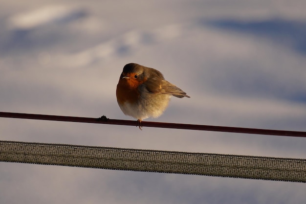 Bezpłatne zdjęcie zbliżenie strzał rudzika europejskiego w zimowy dzień