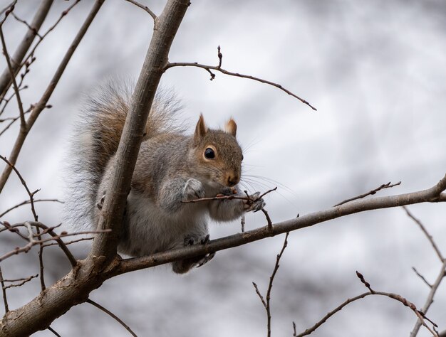 Zbliżenie strzał słodkie wiewiórki na drzewie