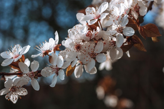 Zbliżenie strzał z białego kwitnącego drzewa wiśniowego